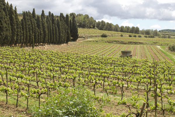 A vineyard with many rows of vines in the middle.